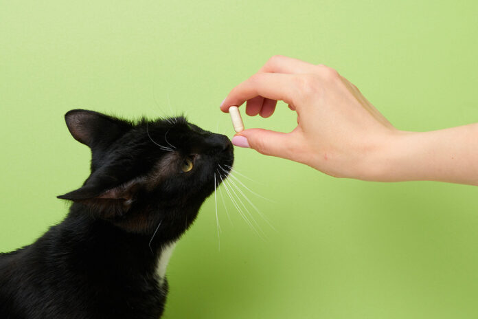 Antidolorifici per gatti: come e quando usarli
